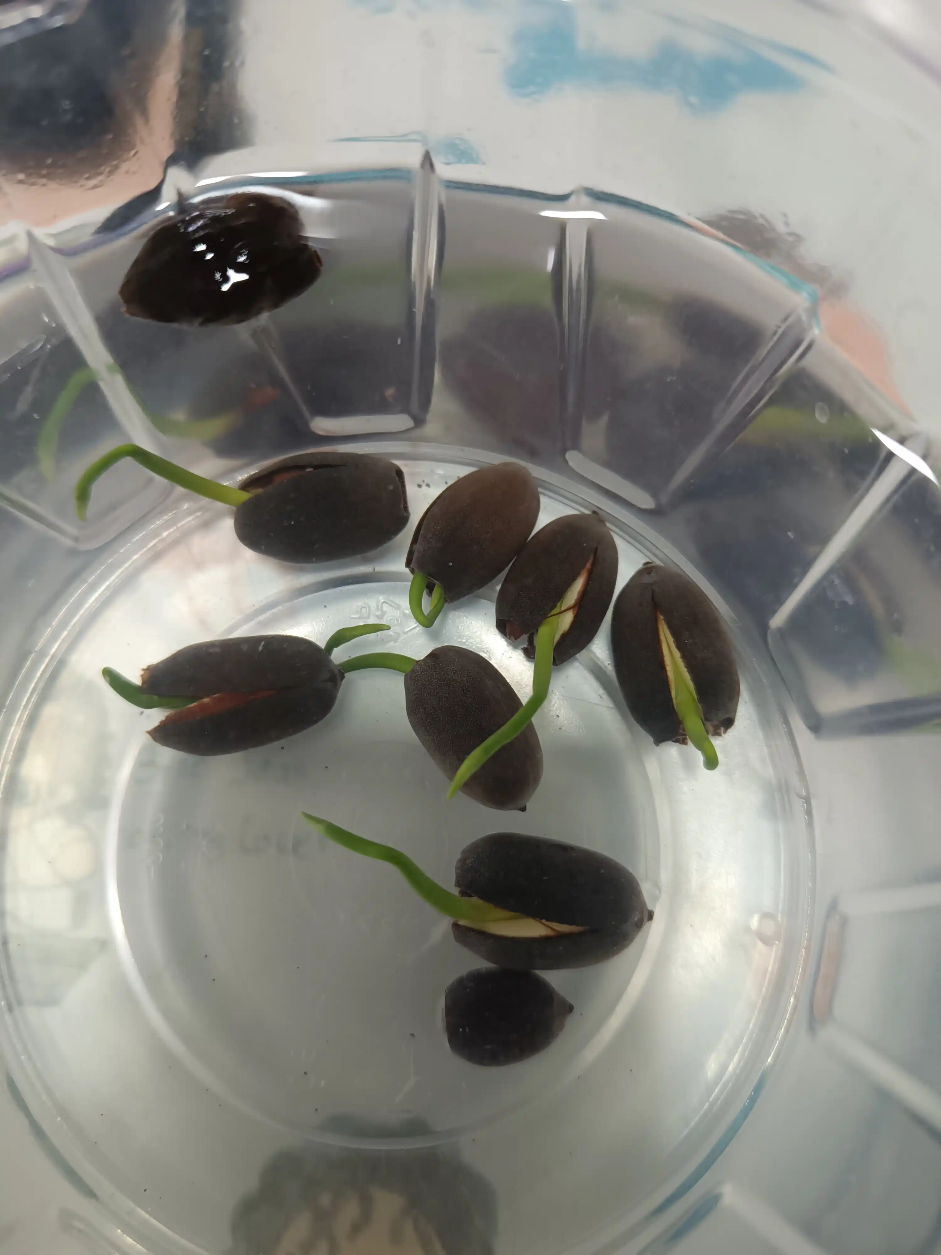 Лотос семена