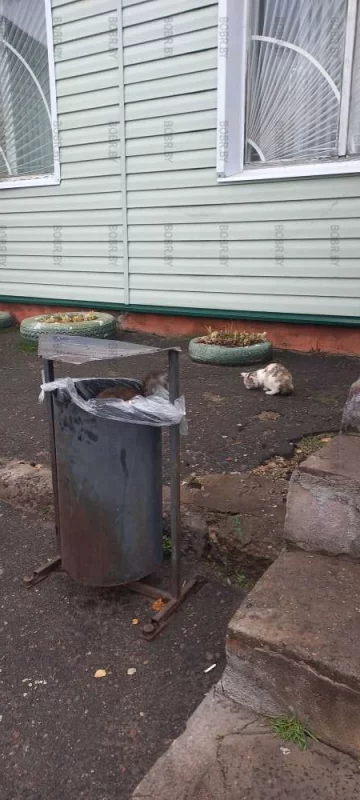 Найди второго кота