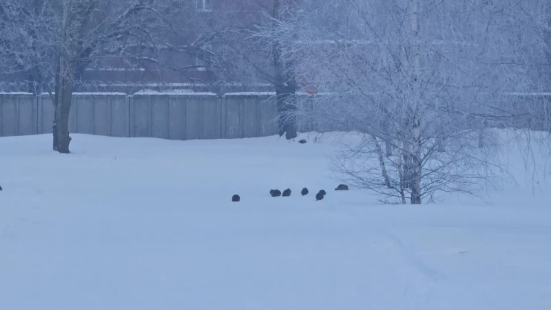 Куропатки  возле Арены