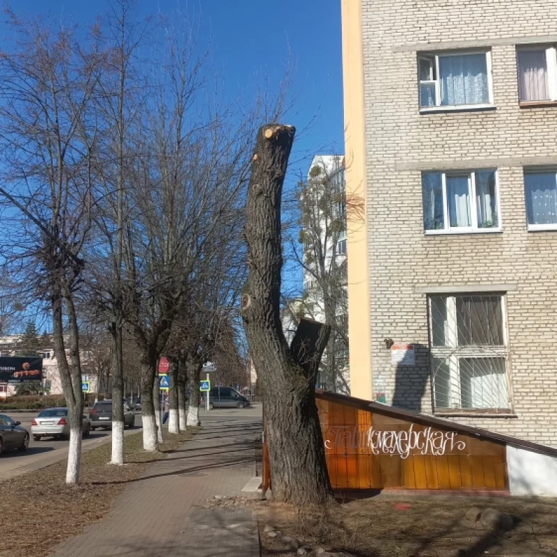 Геноцид деревьев в городе