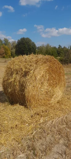 Зерно, Пшеница, Ячмень, Овес, Кукуруза - дешево!