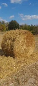 Зерно, Пшеница, Ячмень, Овес, Кукуруза - дешево!