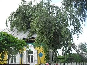 Береза на крыше