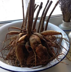 Клубни георгинов, герани