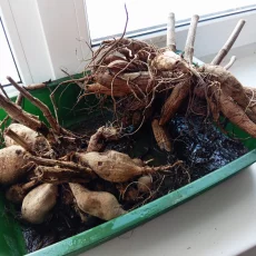 Клубни георгинов, герани