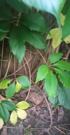 Девичий виноград