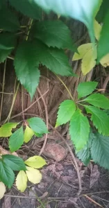 Девичий виноград