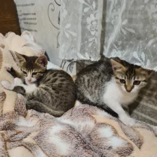 Котята