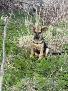 Умка в поиске дома