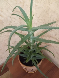 Отросток алоэ на укоренение