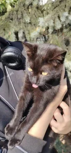 Котята, 3 месяца ищут дом