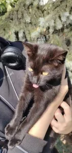 Котята, 3 месяца ищут дом
