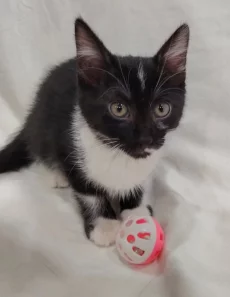 Котёнок девочка