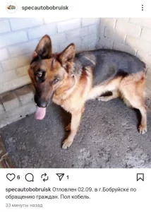 Чья овчарка?