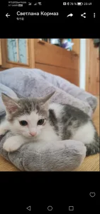 Котик
