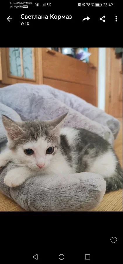 Котик