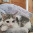 Котик
