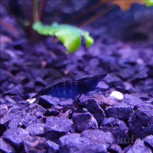 Креветка Blue Dream 2 р