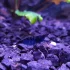 Креветка Blue Dream 2 р