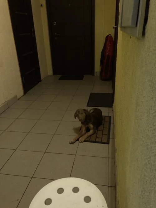 Собачка потеряшка