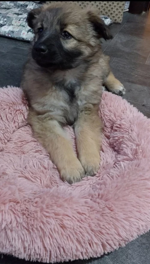 Щенок-девочка, 2 мес