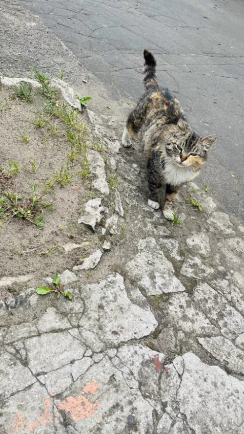 Кошечка