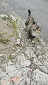 Кошечка