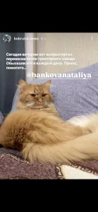 Пропал кот!!!