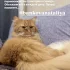 Пропал кот!!!