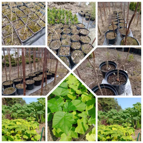 Павловния войлочная