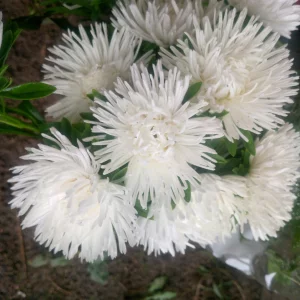 Букет из астр