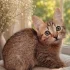 Котёнок девочка