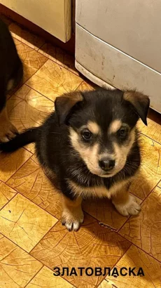 Отдам щенков Ротски в добрые руки