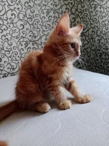Менкун