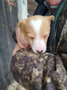 Обаятельные щенки