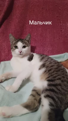 Котик подросток