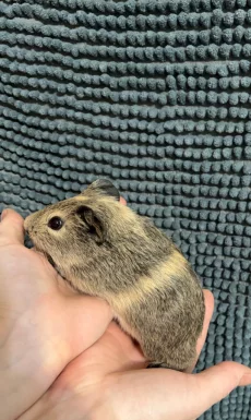 Морская свинка самка