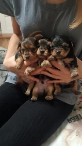 Щенков Йорка