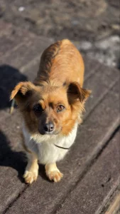 Милашка Хлоя