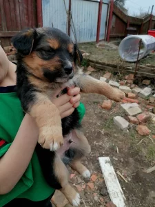 Отдам щенком в хорошие руки