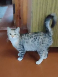 Котята ищут семью
