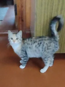 Котята ищут семью