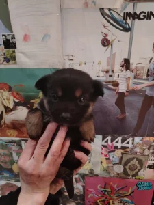 Щенки ищут дом