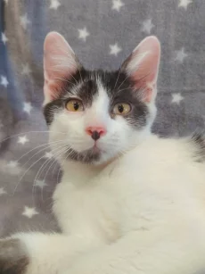 Котёнок мальчик