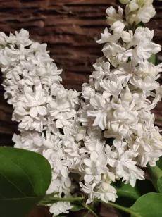Сирень сортовая (саженцы)