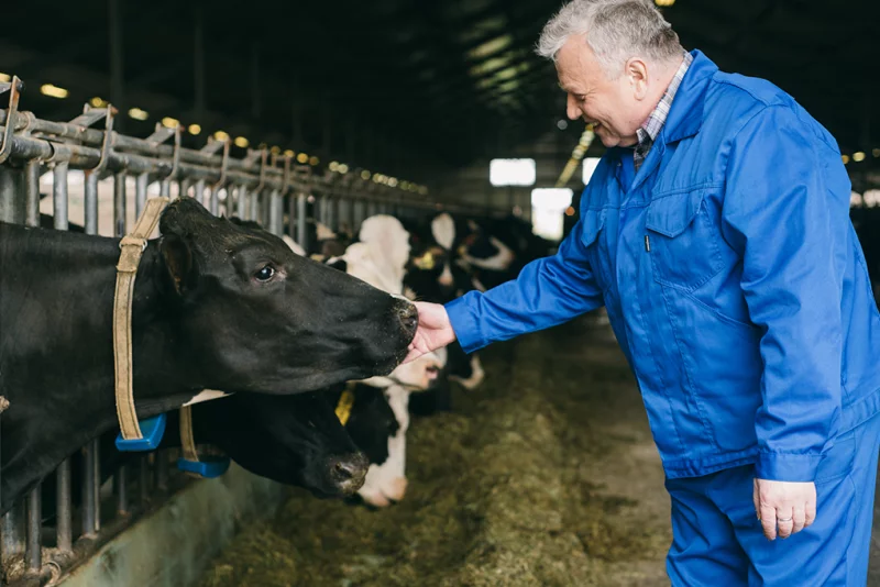 Бабруйскі раён умацоўвае пазіцыі ў малочнай вытворчасці