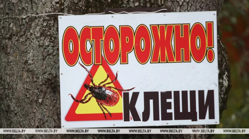 Иксодовые клещи активизировались в Беларуси. В каких областях есть пострадавшие