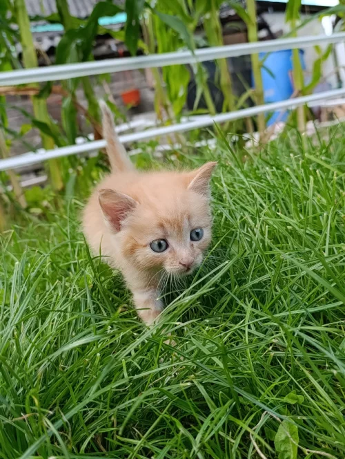 Котята