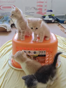 Красивые Котята