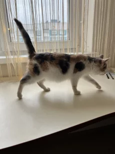 Очень удобный котенок для вашего комфорта